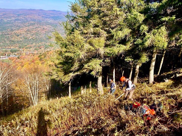 SkiMagicVT's tweet photo. Goats munching away #magician #steeps https://t.co/kJRBLl63p4