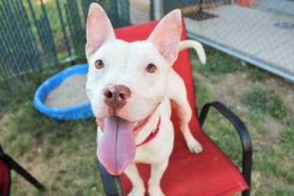 Are you strange and unusual? Are you looking for a companion that you can just be your weird self with 24/7?  Someone who won't judge you because they are also weird? Well look no further because Collin is your man...
facebook.com/10006485865117…

#AdoptDontShop #DogsofTwitter #dogs