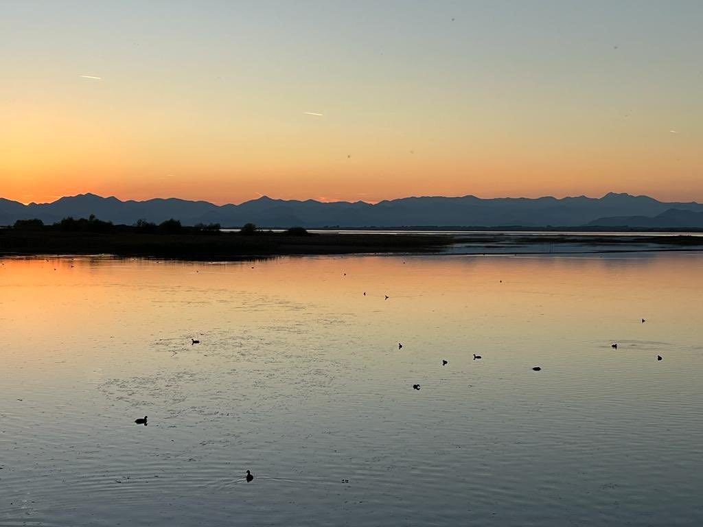 Muzg në liqenin e Shkodrës, Syri i Sheganit, Bajzë.