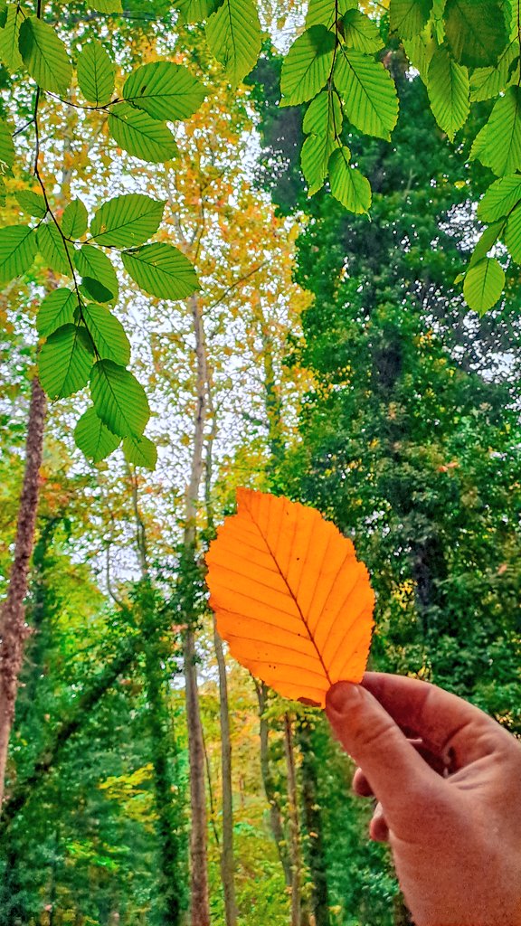 ismail17ida's tweet photo. Yellow Leaf  🍂
#Kazdağları #Kazdaglari #fotograf   #Kalkım  #doğadan #leaf #leaves   #travel #gezi #seyahat #fotoğrafçılık #withgalaxy #a33  #farklibak #fall #autumn #sonbahar #manzara #galaxya33   #BJKvTS #autumn2022 #landscape #NaturePhotography #Wallpaper #NFTCommunity #orman https://t.co/S0EhwjglZu