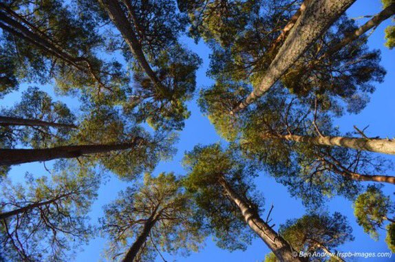 LadybarnFriends's tweet photo. Mature Urban Trees make Neighbourhoods more pleasant, improve air quality, reduce flooding; reduce traffic speeds; they even help to reduce Crime! 
#StandUpForTrees #UrbanTrees #TreeValues #NoTreesNoFuture @WeAreWithington @ManCityCouncil @parks_great @WithWardLab https://t.co/pv0HlwFxgh