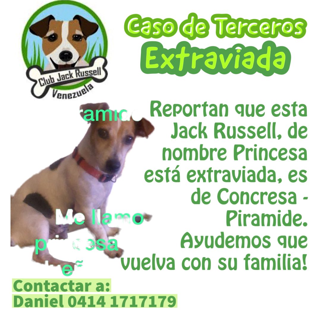 JackRussellVzla's tweet photo. #CasoDeTerceros Reportan que esta #JackRussell, de nombre Princesa está extraviada, es de #Concresa - Piramide.
#Ayuda que vuelva con su familia! Contactar a:
Daniel 0414 1717179 https://t.co/V0kzXqaZRb