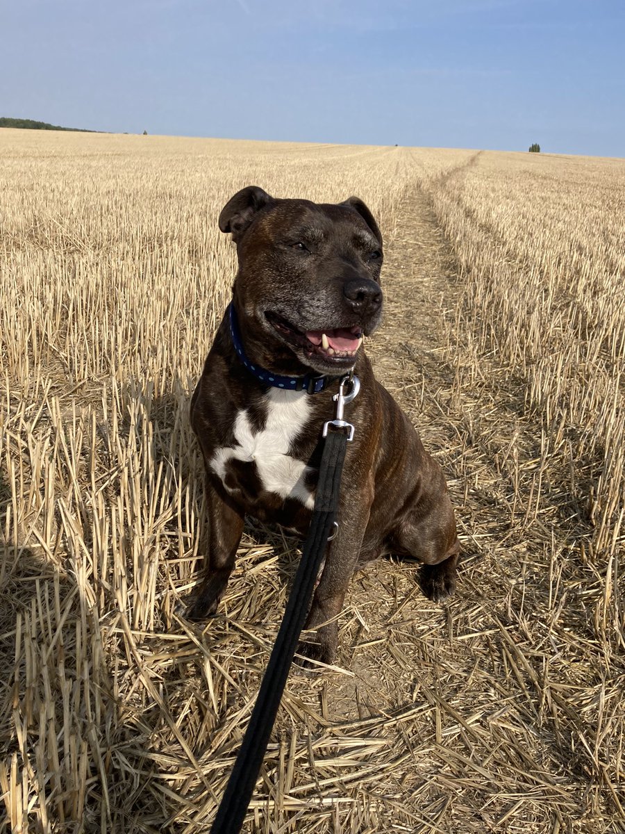 TeddytheStaffy tweet picture