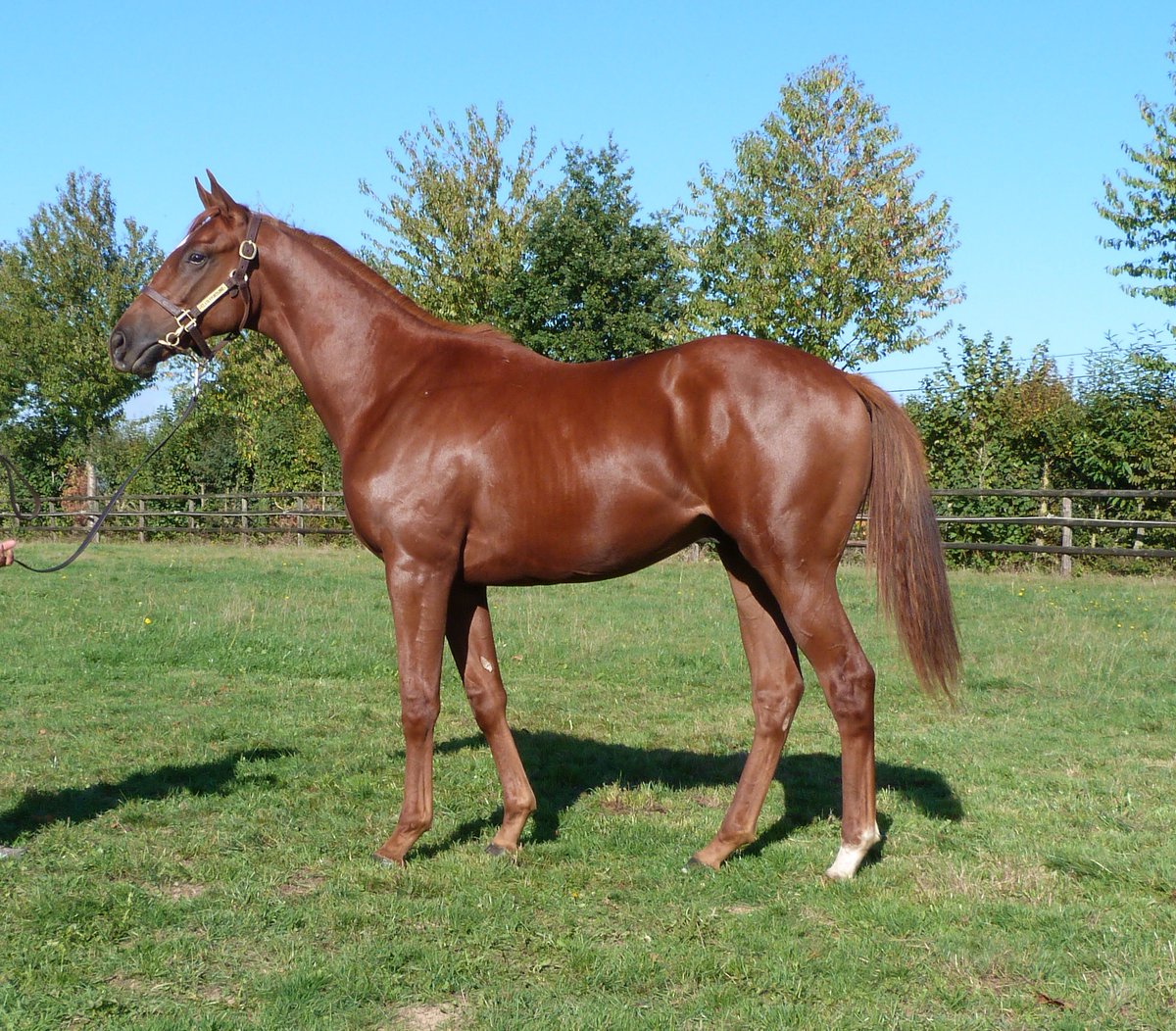 JoePacket2's tweet image. Attention now switches to sales at Arqana.  Wishing and hoping that my good looking Zarak yearling does well.... Good luck to all at Clairefontaine