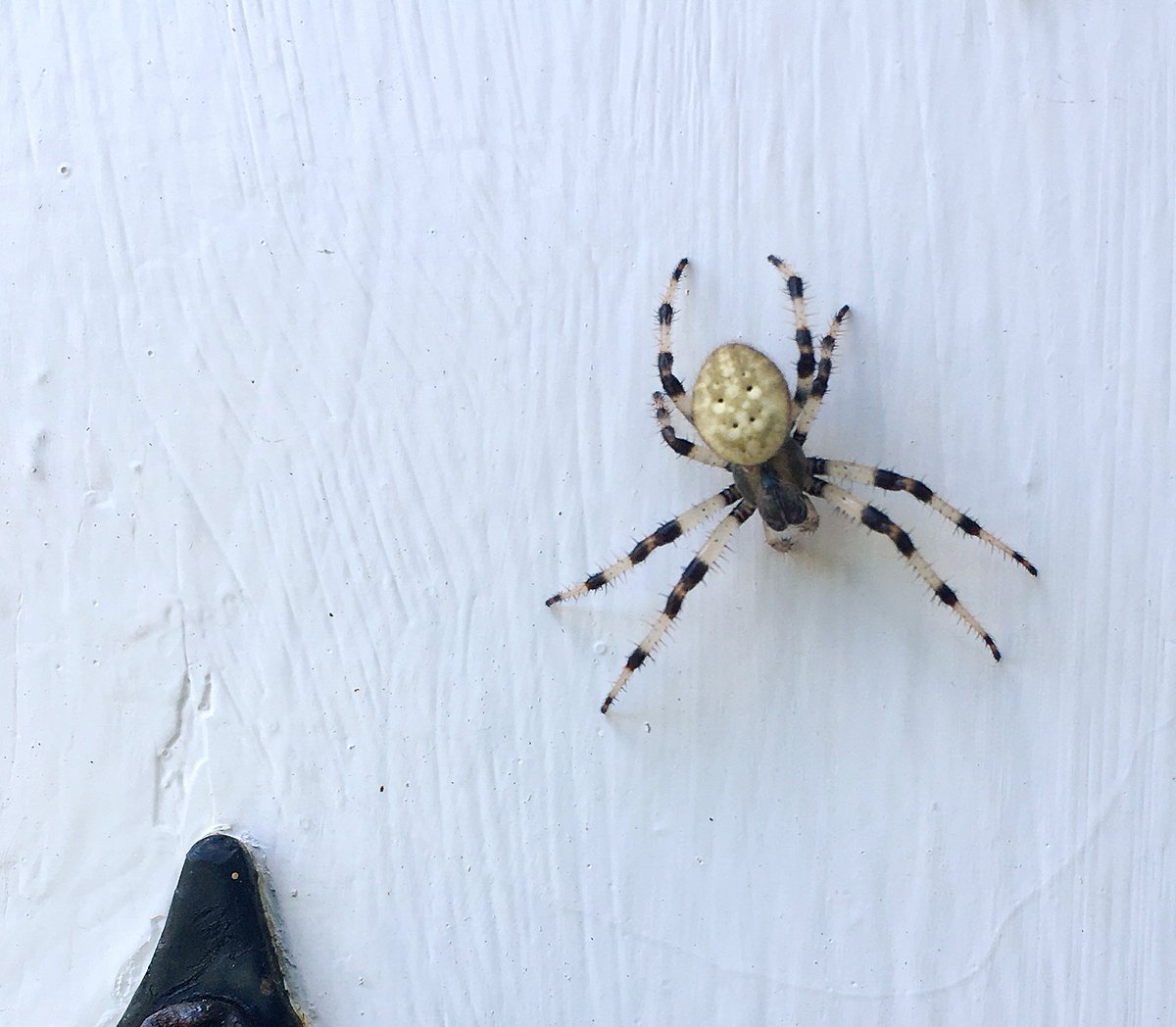 The beautiful spider web in an beautiful morning by this beautiful spider ~
