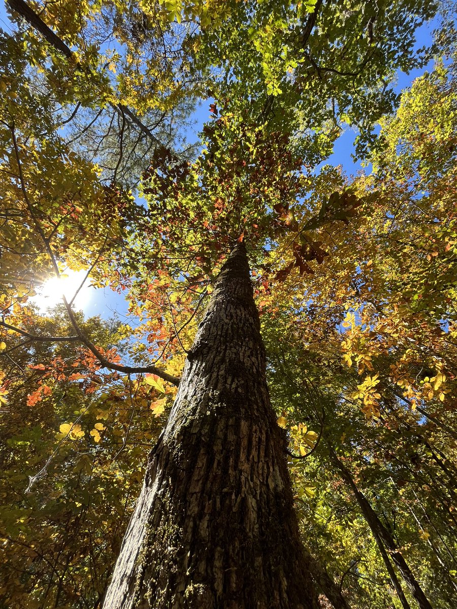 cwentink92's tweet photo. “Splendor and majesty are before him; strength and beauty are in his sanctuary.” | Psalms 96:6

We give our best because his glory compels us! https://t.co/ci8YkZXxPZ