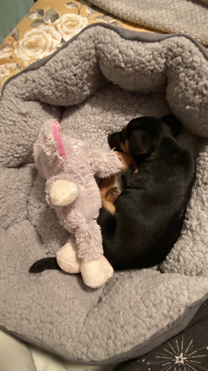 JacksonShiralee's tweet photo. Our beautiful baby Dottie has settled in so well 🐾🥰 https://t.co/8UtzTDGyVz