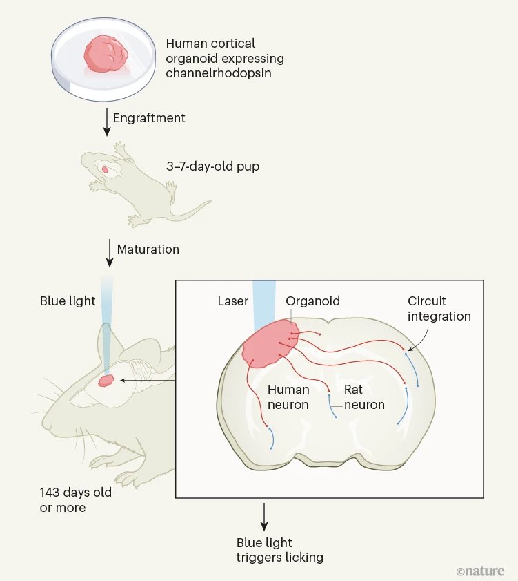 Very insightful overview by <a href="/GrayCampLab/">Gray Camp</a> and <a href="/TreutleinLab/">Treutlein lab</a> of our recent <a href="/Nature/">nature</a> article led by the the incredible Omer Revah (@omerevah) Felicity Gore &amp; Kevin Kelley (<a href="/kevinwkelley/">Kevin Kelley</a>)

News &amp; Views 👉nature.com/articles/d4158…

Open access article 👉nature.com/articles/s4158…