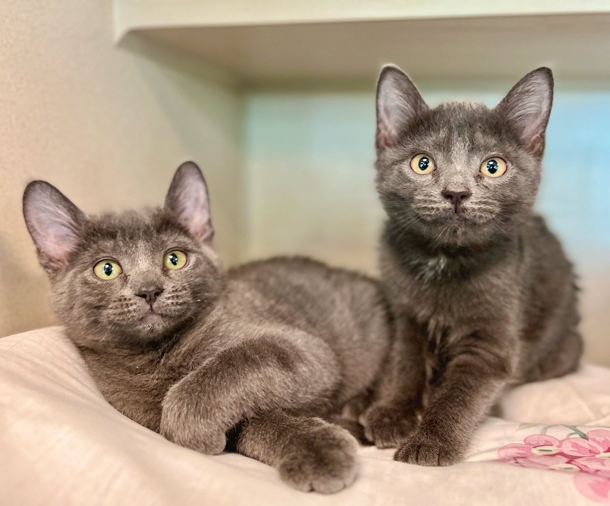 Does it get any cuter than Nimba &amp; Nebula? 

Lots of kittens ready to find homes: bit.ly/2VXmpke