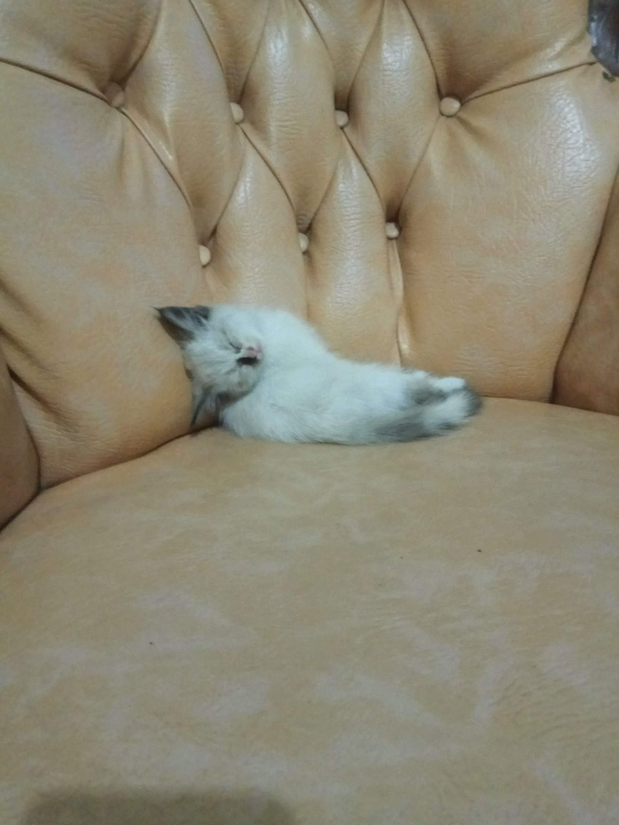 cacaleeza's tweet photo. @kochengfs waktu masih kitten 😽 https://t.co/Czjx7uiZsl