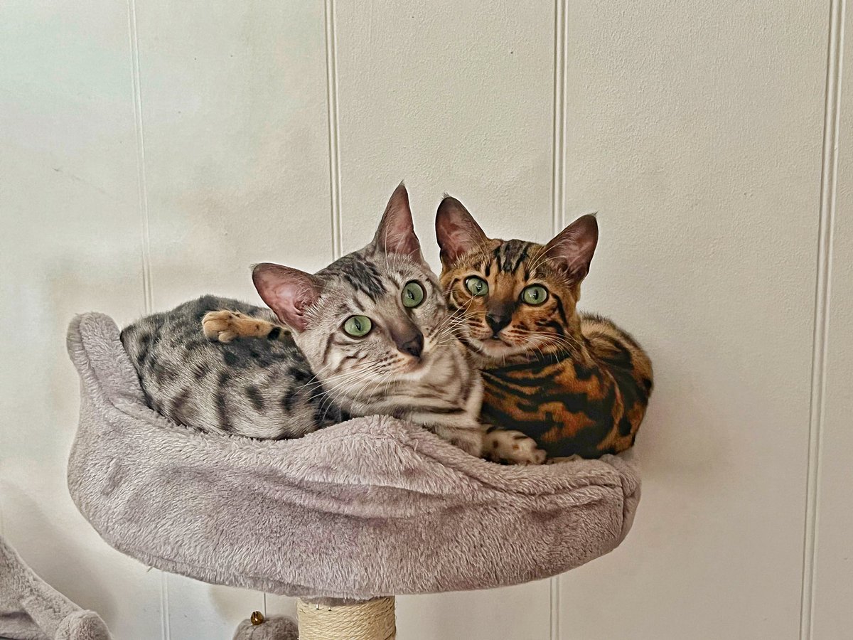 #bengalcats are awesome! Love these 2 kitties. Only 6 months old but the best girls you could get! Except maybe a Tzapporrahcat. Don’t bother searching for one. There was only ever 1 of those. #spottycats