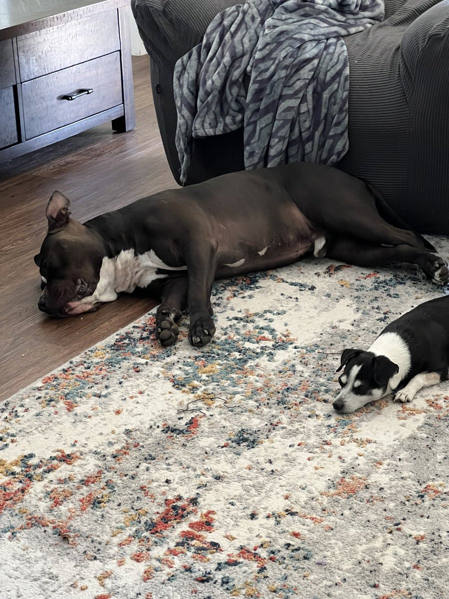 calljbnow's tweet photo. Where my dawgs at! #Dawgpound tired after staying up watching the @CleGuardians win #Browns can get it done though #barkingbackers https://t.co/RcMc5tUhJ0