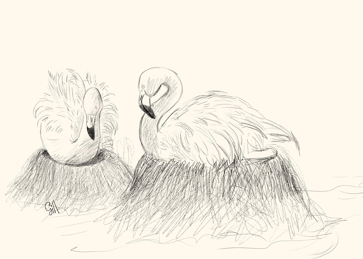 ShubnumGill's tweet photo. 1* Chilean flamingo 
near #threatened
#Skatching for #illustration
#chileanflamingo #flamingobird #pinkbird #Pink #sketches #shubnumgill #contemporarypainter #digitaldrawing #threatenedspecies #digitalartist #birds #ArtistOnTwitter https://t.co/qrY8XTV9nN