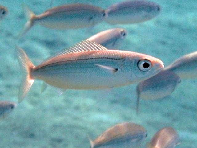 silliesofthesea's tweet photo. Silly of the day!! This fish’s scientific name is actually Boops boops, but it is more commonly known as the bogue. It is native to the eastern Atlantic and eats seaweed, crustaceans, and plankton. Many are intersex or are born female and can turn male later on! https://t.co/cfJ4qSkwl9