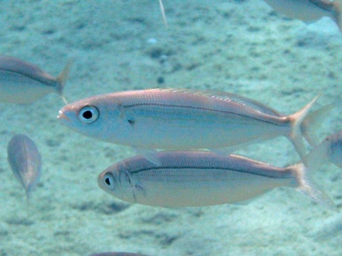 silliesofthesea's tweet photo. Silly of the day!! This fish’s scientific name is actually Boops boops, but it is more commonly known as the bogue. It is native to the eastern Atlantic and eats seaweed, crustaceans, and plankton. Many are intersex or are born female and can turn male later on! https://t.co/cfJ4qSkwl9