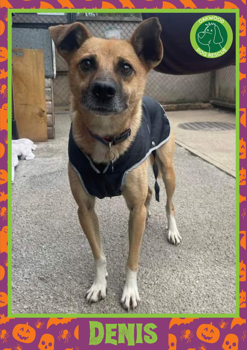 OakwoodRescue's tweet image. Denis says 'Hello!' and wonders if you would be kind enough to retweet him so the people who are searching for their perfect match might just find him 💚🙏
oakwooddogrescue.co.uk/meetthedogs.ht…
#teamzay #dogsoftwitter #rescue #rehomehour #adoptdontshop #k9hour #rescuedog #adoptable #dog