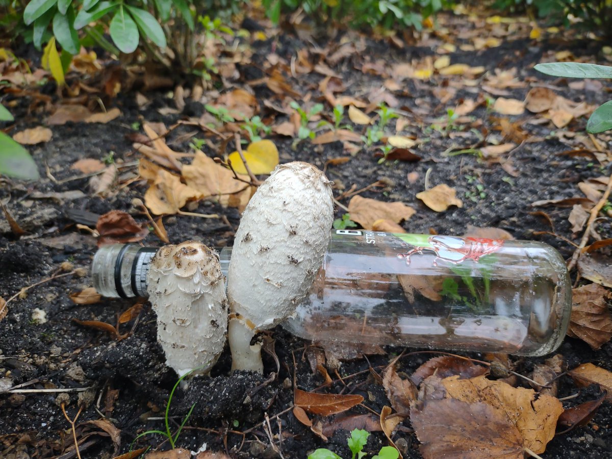qarachupa's tweet photo. Het ene jaarrond, het andere seizoensgebonden #leukinlaak #herfstinlaak #plalk #herfst #zwerfafval https://t.co/jUwM7Zru88