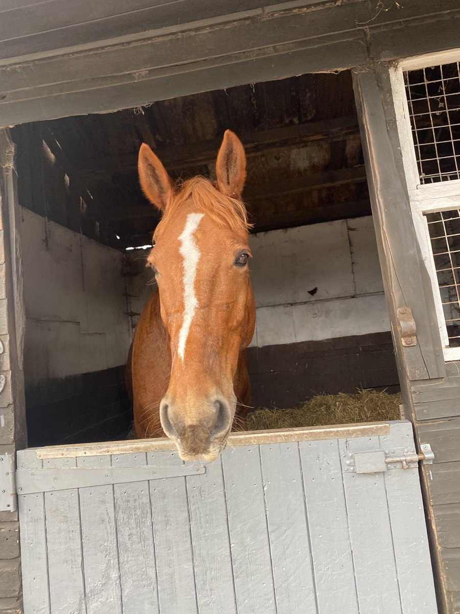 MissPSheffield's tweet photo. A Sunday with ponies is a Sunday well spent if you ask me, and much needed after a busy week with enhancement days and uni 🐴🤍 https://t.co/r53K0lmUjc