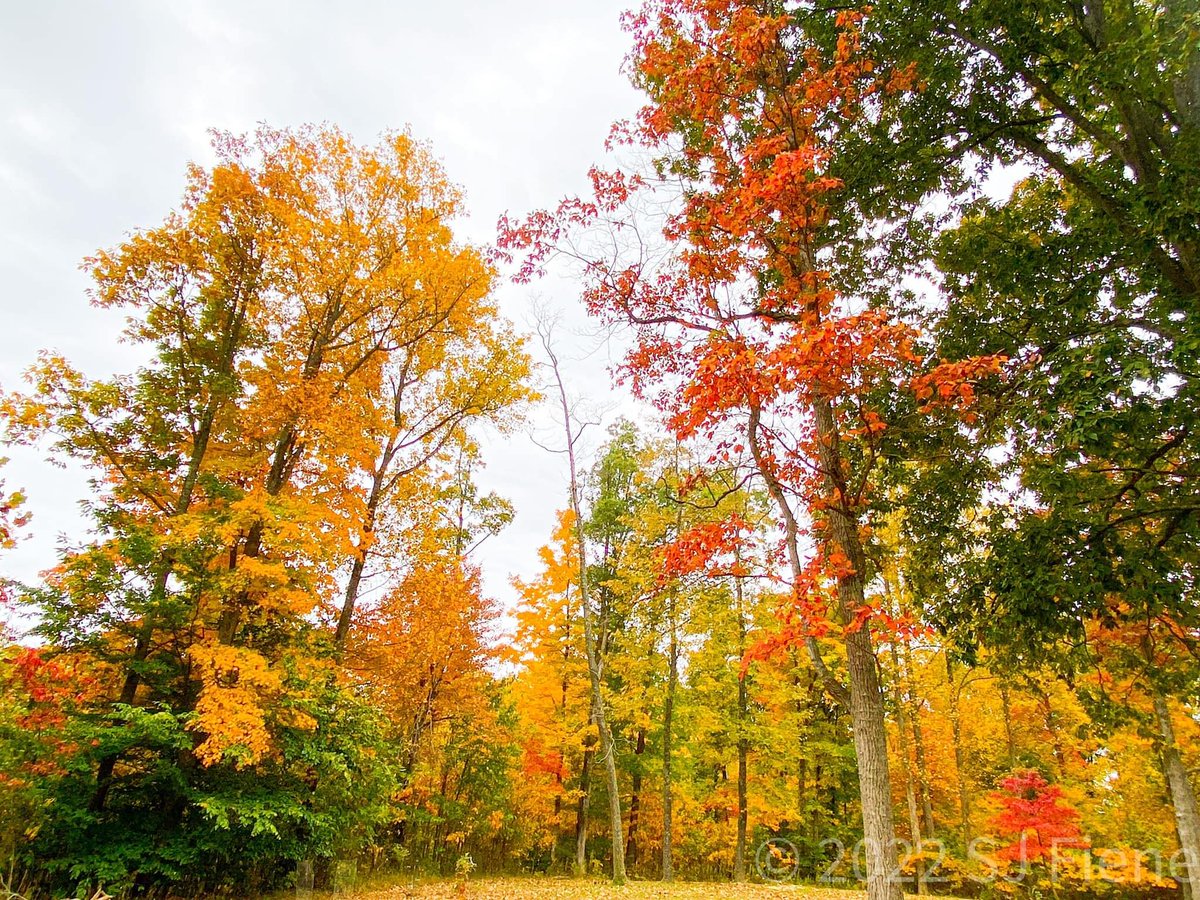 sjmartiene's tweet photo. Peak Week? Most likely. This is how it looks in my yard today. #Kentucky #AutumnLeaves #TwitterNatureCommunity #PeakColor #PhotoHour #StormHour #October @NWSLouisville @MarcWeinbergWX https://t.co/jEFCFa8l6C