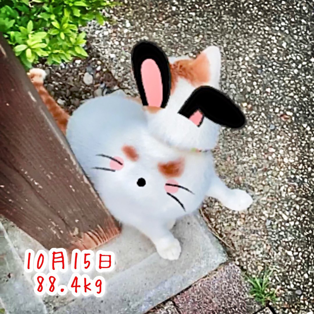 vovinamnohaha's tweet photo. うさぎねこさん😊

#17LIVE https://t.co/IEFMFMdgxv
