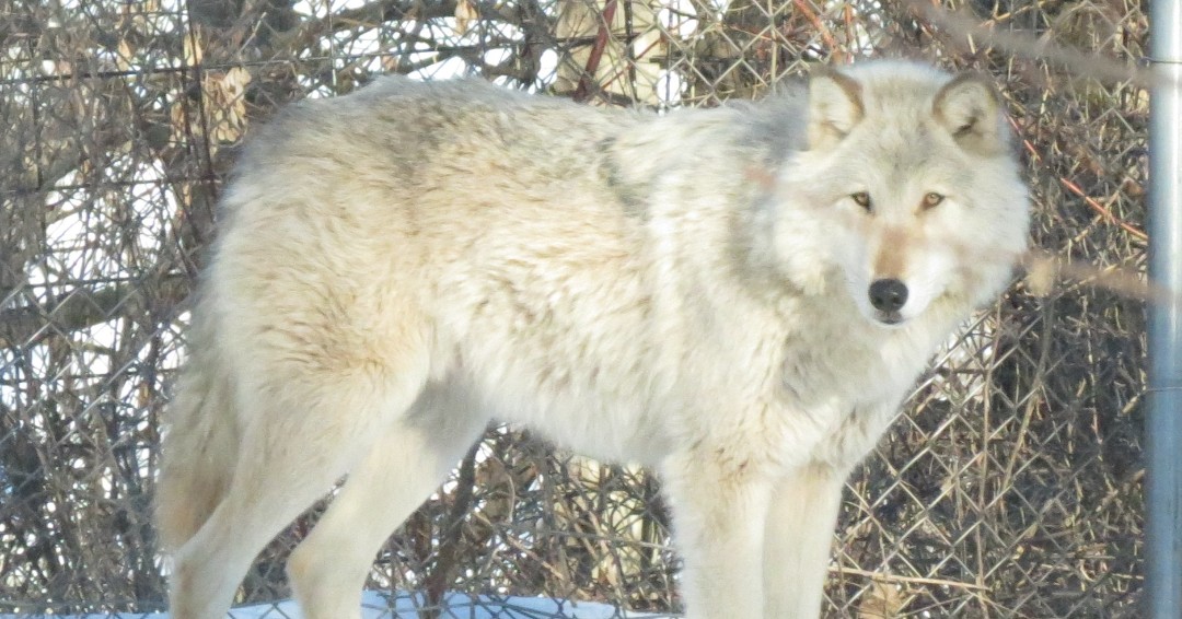 Wolf Awareness Week is October 16-22!  Join us tomorrow, Monday October 17 at 1:30 PM at the Woodland Building wolf exhibit to learn about wolves in Wisconsin. 
 #wolfawarenessweek #wolves #baybeachwildlifesanctuary