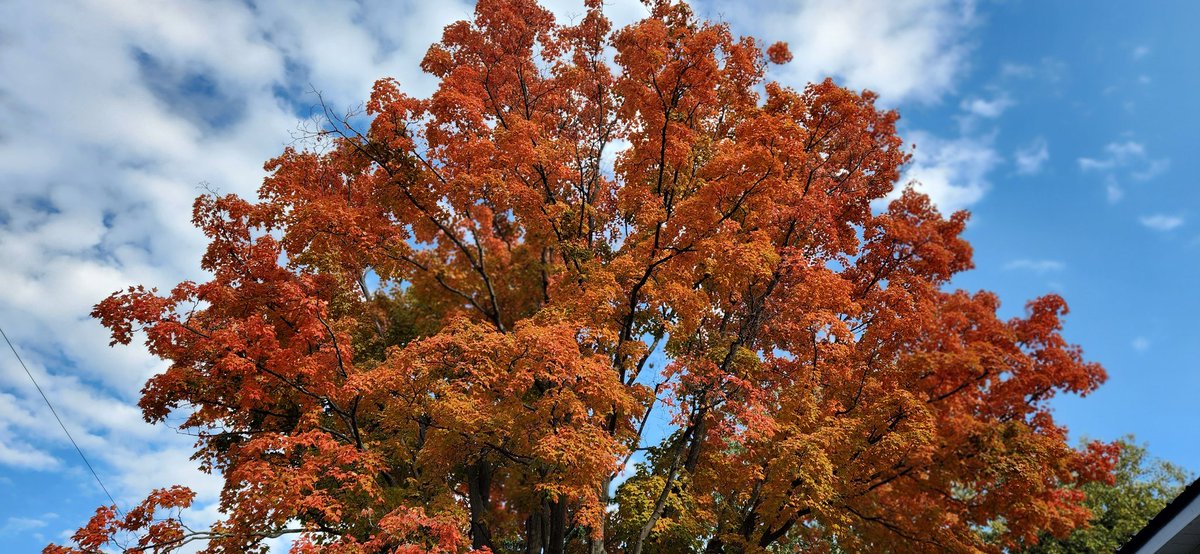Once in a while you get shown the light, in the strangest of places if you look at it right ✌️

Do what makes you happy today my friends! Bonus pic of our beautiful front yard maple getting sassy this time of year 🍁