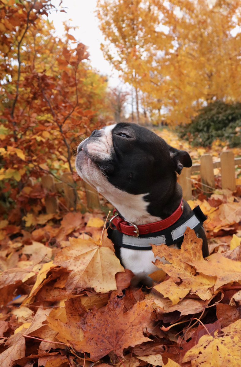 toby_gentleman's tweet photo. Let’s fall in love 🍂🧡 https://t.co/9Jatp7dIZB