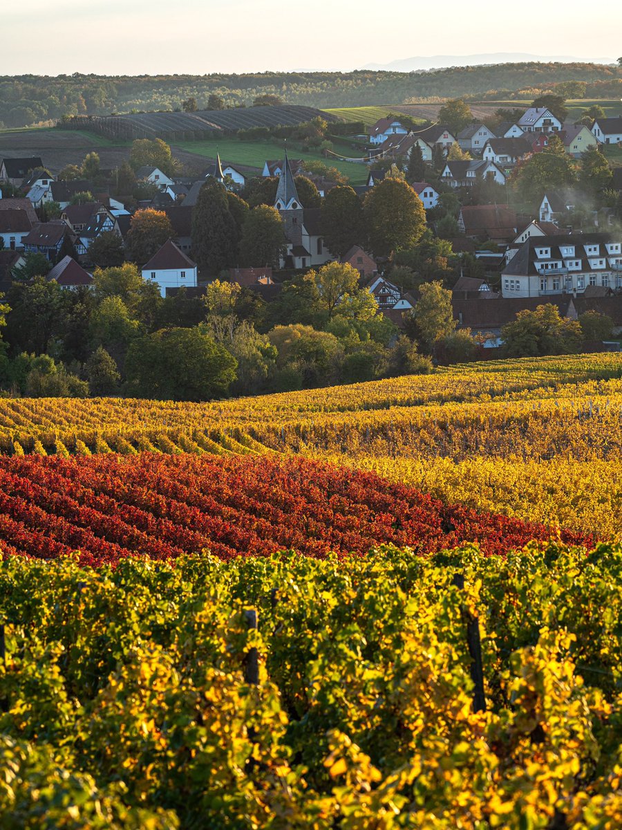 CedricSchell's tweet photo. Joli dégradé de couleurs dans les vignes de Steinseltz en Alsace. https://t.co/6tRlULigjT