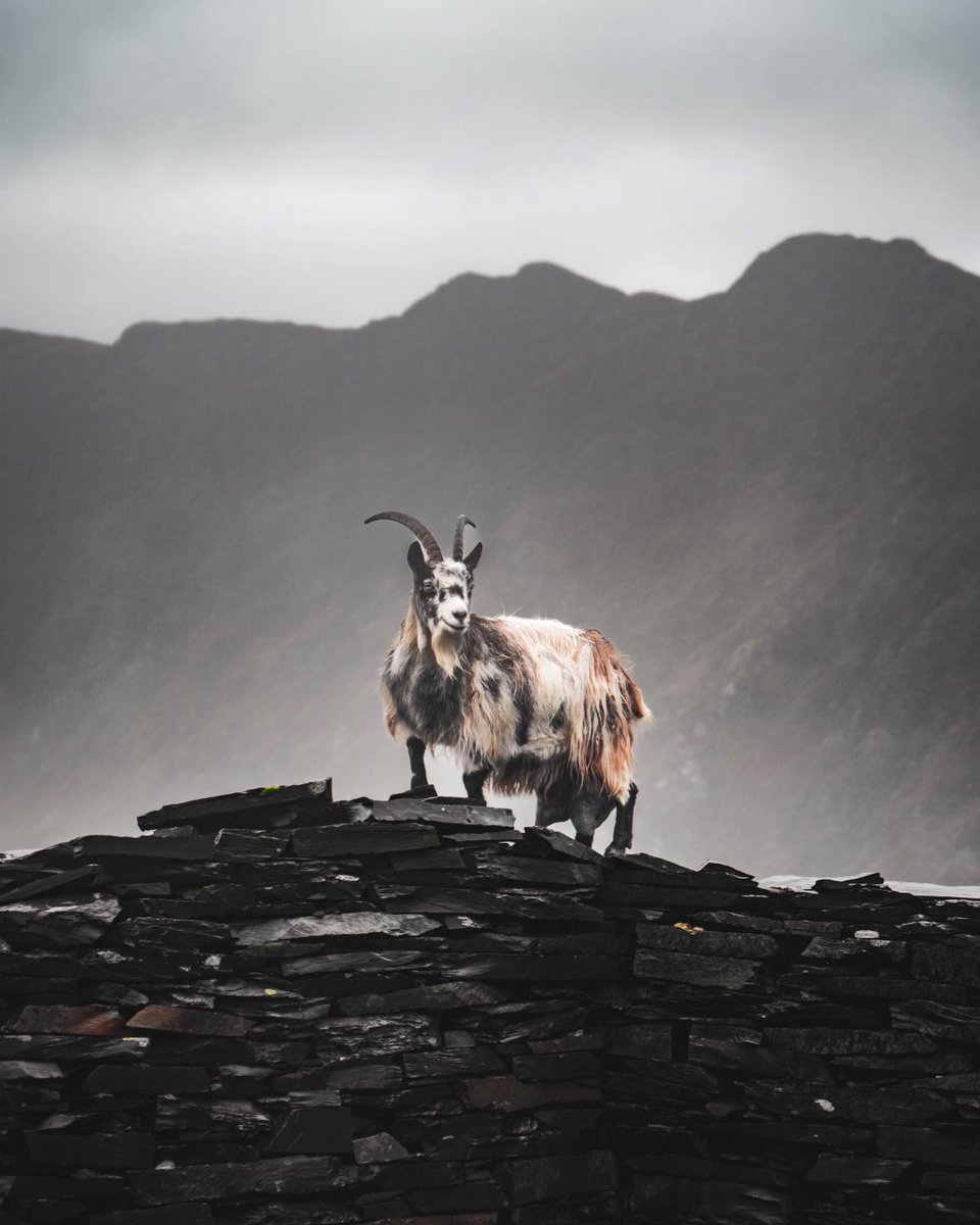 The face of Snowdonia 🐐 Use #exploresnowdonia to be featured 📷© @walkingwithlauren