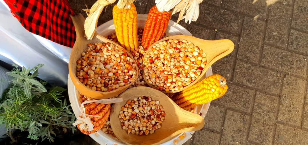BIBA_Kenya's tweet photo. Happy World Food Day to you all 😊!!!! 

In a time where global food systems are at risk due to Climate change we can always rely on the resilience of our Indigenous Seed varieties and Agroecology as our way out of this Catastrophe 
#worldfoodday #seedoflife #OurSeedOurLife https://t.co/mzQDOyft5D