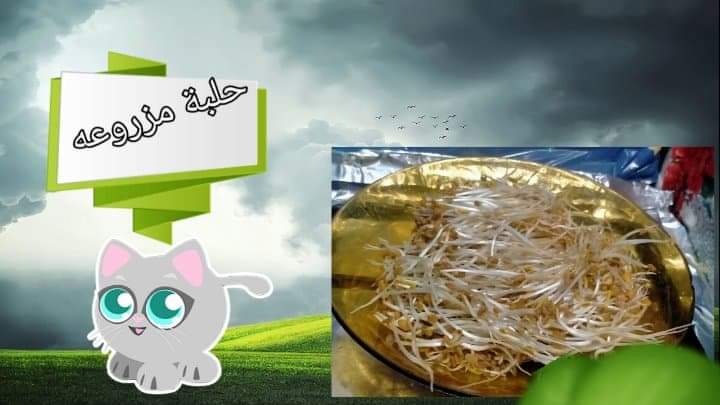 #أكلة_تعدل_المزاج