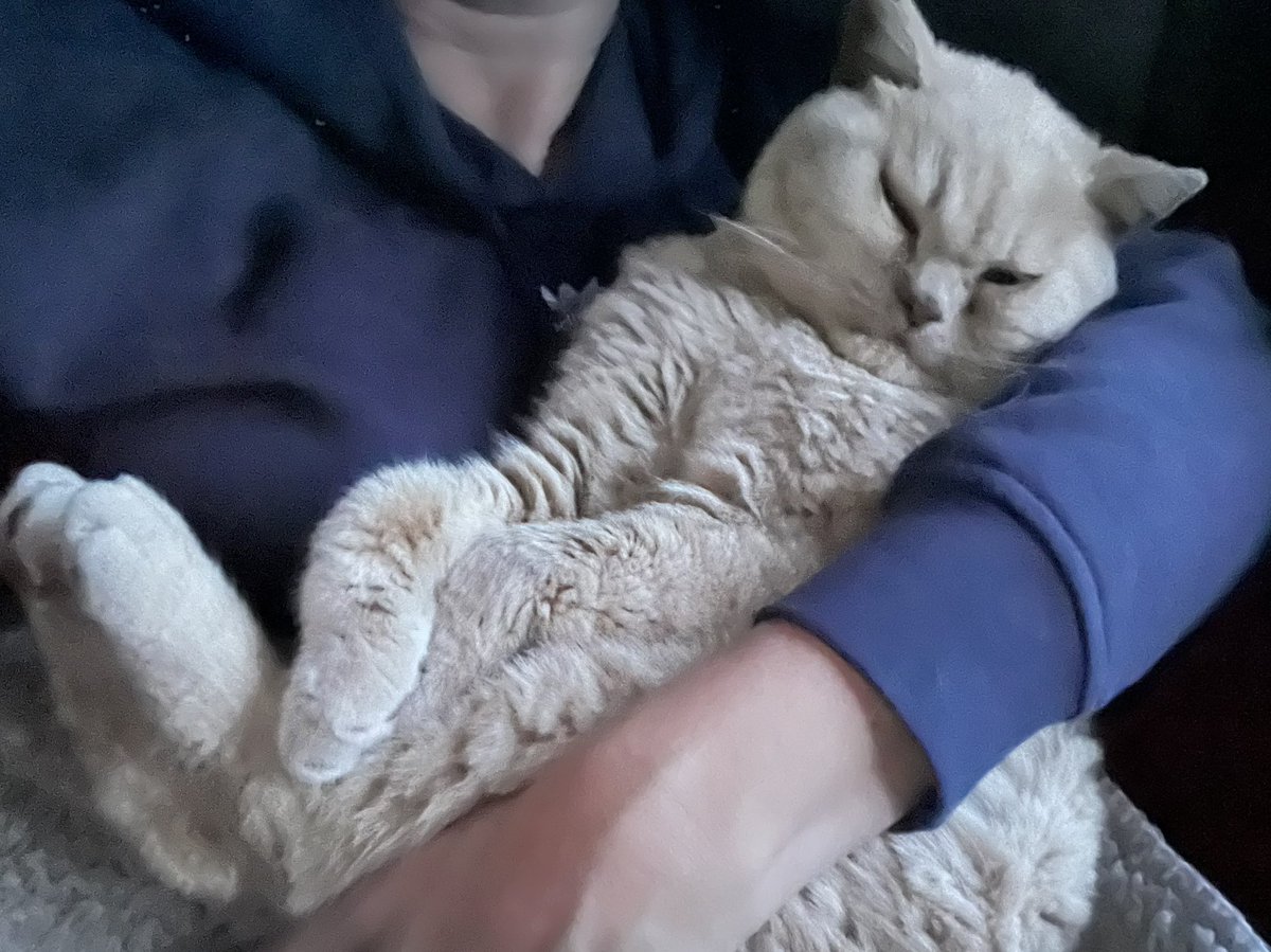 GrowlyMeowly's tweet photo. Don’t call me baby 😻#CatsofTwittter #snuggles https://t.co/Y6GthqqHiy