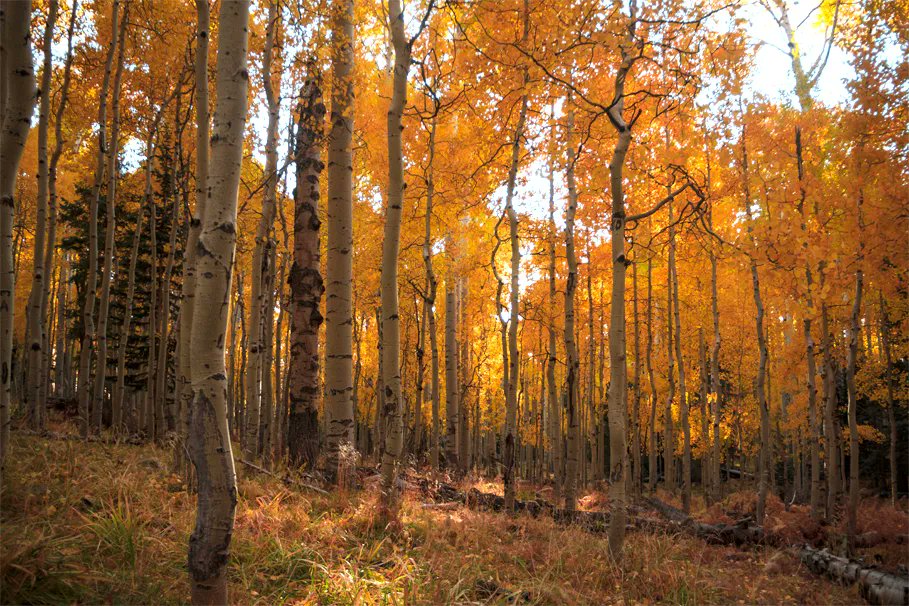 SedonaMonthly's tweet image. One of our favorite #fallhikes is the Aspen Loop Trail in #flagstaff. buff.ly/3eAWEU7  #hiking #sedonamonthly #sedonahikes