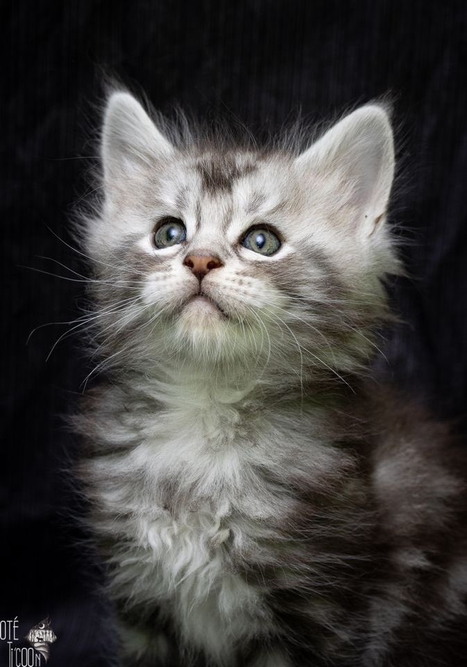 Quelques uns de nos chatons dispo ^^

Plus d’infos sur notre page Facebook Oté Ti’coon.