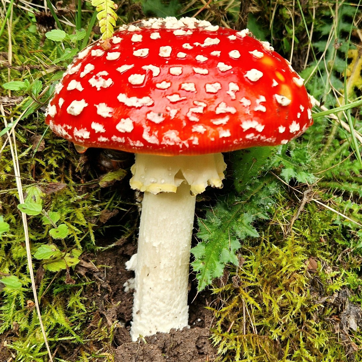 Sooo pleased to see my 1st Fly Agaric today, and such a fine specimen too...🍄 @ecology_cymru @FantasticFungi