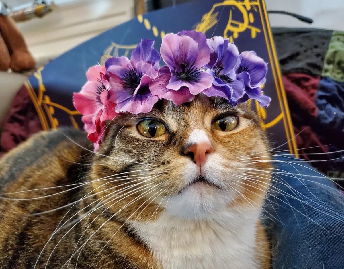 Cat_Cosplay's tweet photo. Flower Crowns for Cats https://t.co/PKczoBLJuD