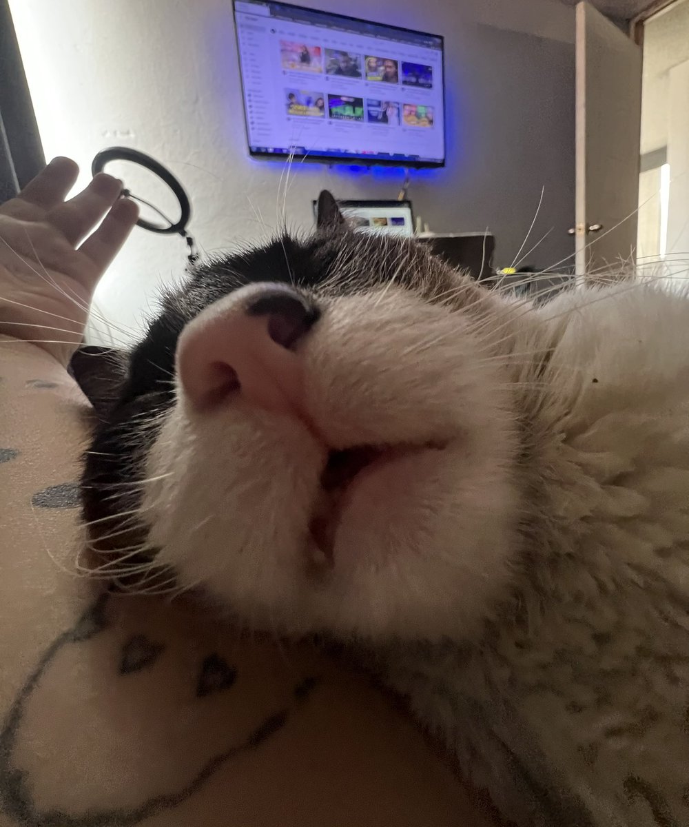 OZZY85's tweet photo. Que los domingos sean eternos 😻 y ellos tambn 🥹 https://t.co/zl12OHd7X5
