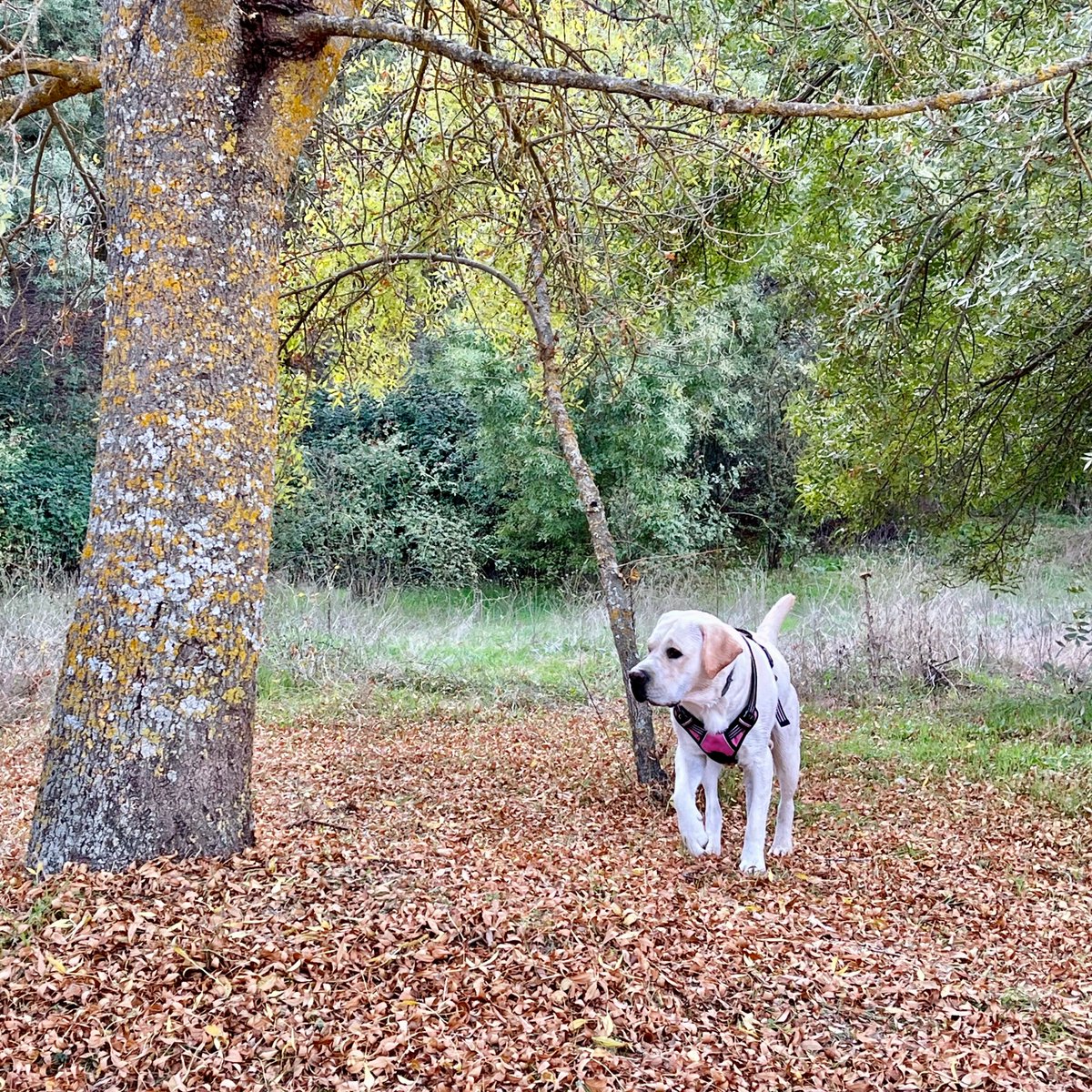 Fernanda Andrade tweet media