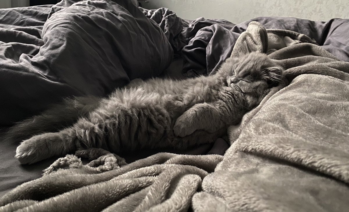 fluffyMiso's tweet photo. 😴

#CatsofTwittter #kitten https://t.co/37hR7nElZQ