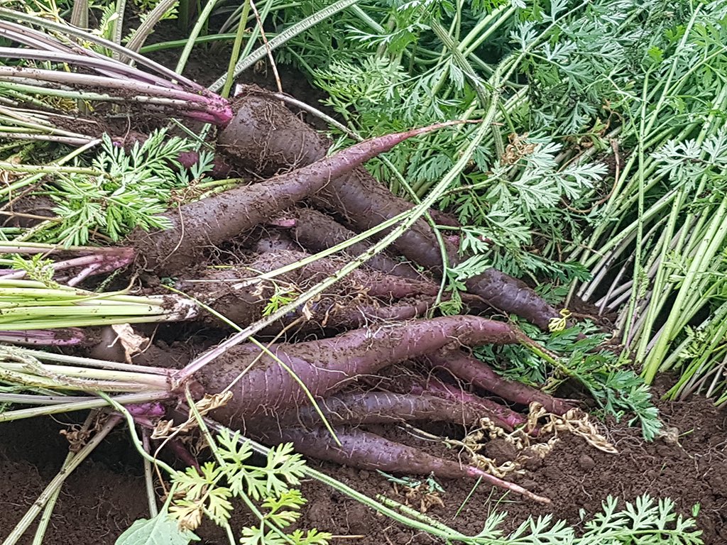 iniaLaPlatina's tweet photo. Nos sumamos al Día Mundial de la Alimentación con múltiples iniciativas que lideramos en la RM para apoyar esta cruzada: postcosecha, colorantes naturales, variedades de uva, conservación de semillas, control de plagas en hortalizas y muchas otras que la apoyan 🥕🥬🍯🥦🍐🥑🫐🍇 https://t.co/yuc5zKwW9X