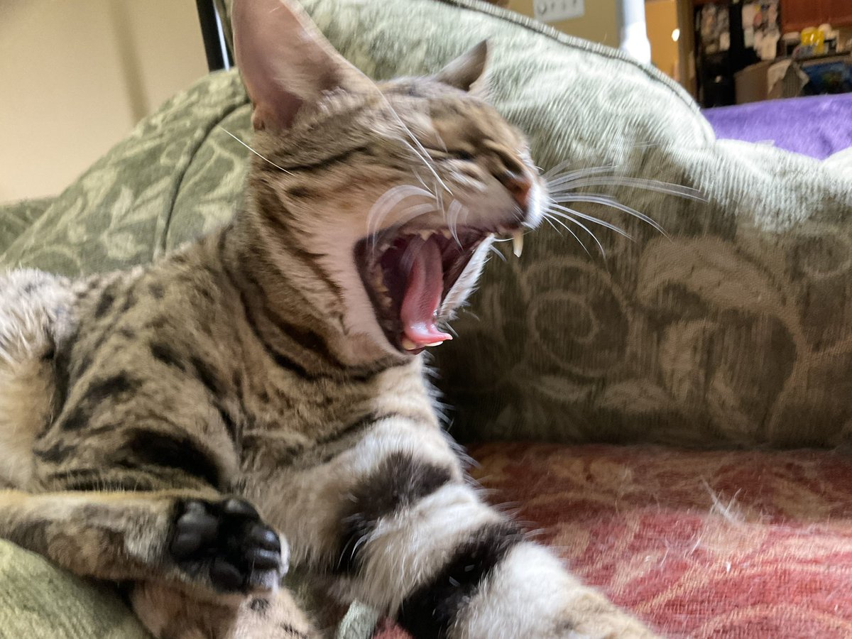 NatsRallyCat's tweet photo. Cβmon @CleGuardians ! π₯βΎοΈπΎ
Clevelaaaaaaaaaaaaand!! #Postseason #AintBaseballGreat
#CatsofTwittter #RallyCats #RallyPets #CatsOfTikTok https://t.co/DUaSvEyRMi