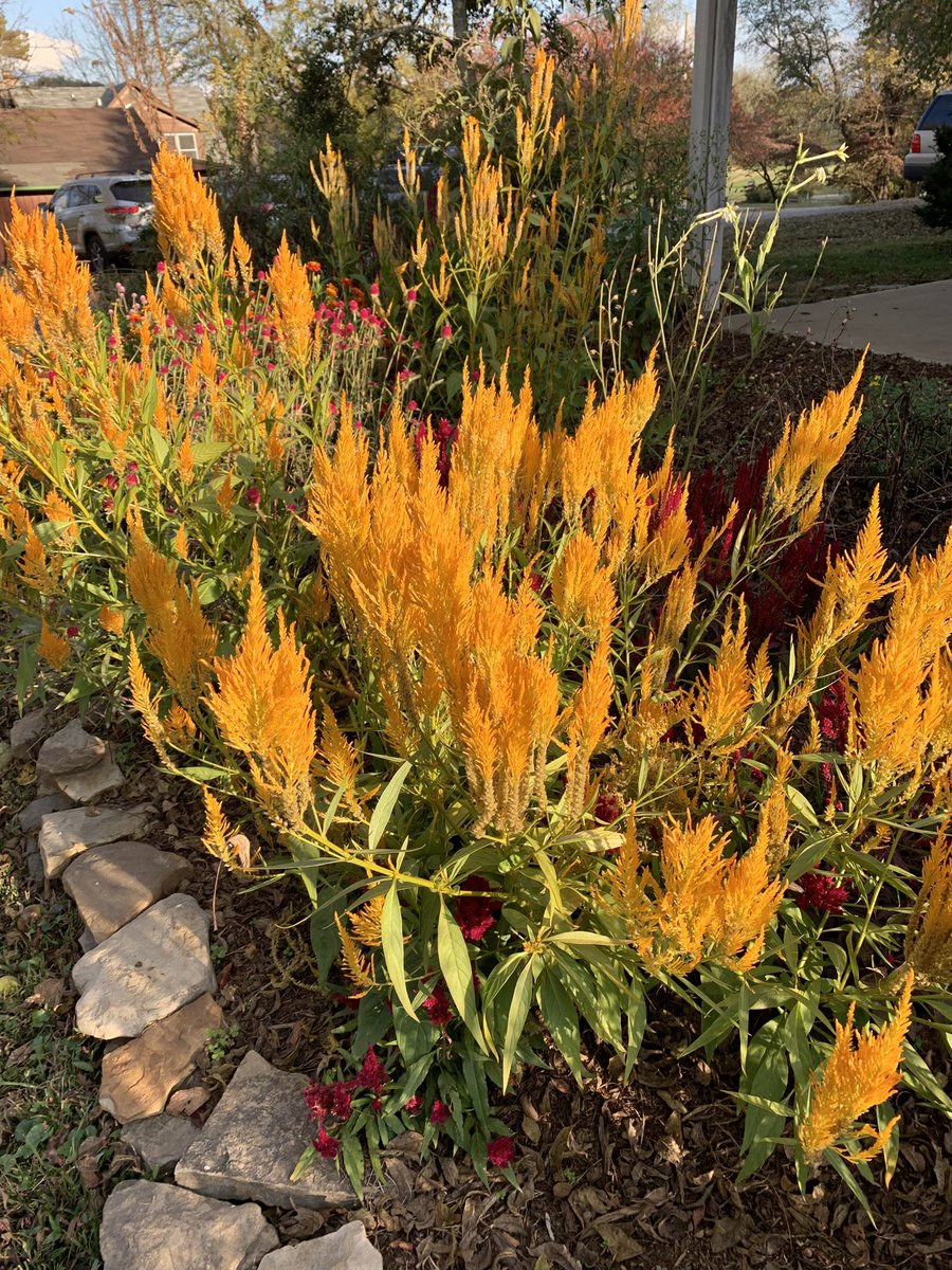 danakwatson's tweet photo. And here are some photos from around the school, since autumn there is always picturesque. https://t.co/ragVzZQ0L8