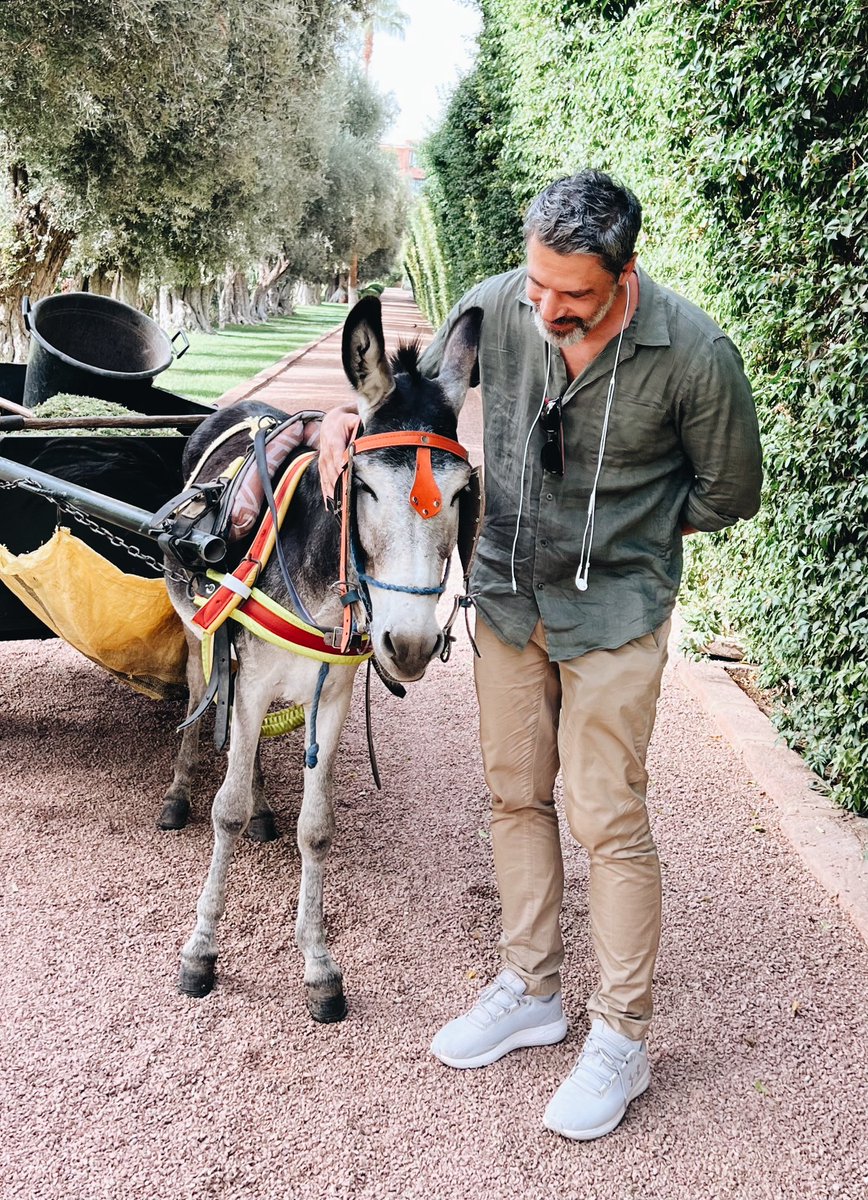 iamjadran's tweet photo. A burro and a donkey = ?
#lovedonkeys #marrakesh #morocco #lamamounia
#lamamouniamarrakesh #filmingonlocation #actinglife https://t.co/qb8TdN3EMr