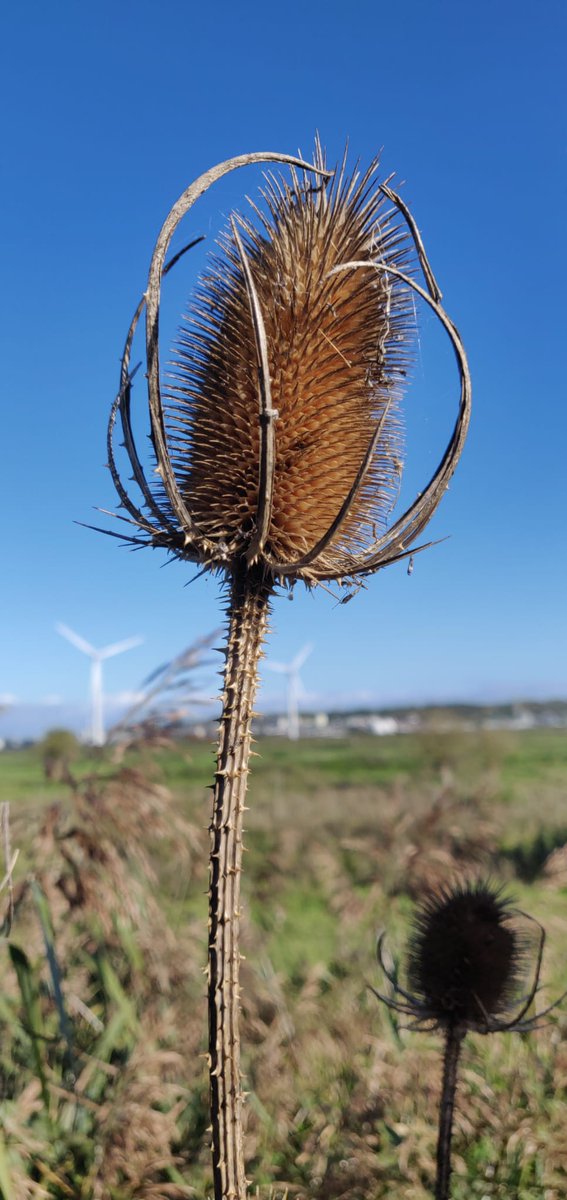 Wanderscapes365's tweet photo. Nice outing to Frodsham Marsh with @RSPBLiverpool this morning. Spotted several birds including sparrowhawks, kestral, goshawk, buzzard, stonechat, goldfinches and more. It was a lovely group ☺️ Chris was amazing as usual 🥰 
#birdwatching #birders #liverpoolbirders #rspbbirdwalk https://t.co/kLRlAiM8mv