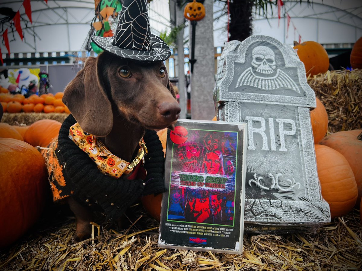 iscreambeach's tweet photo. The #videoshoptalesofterror Mashcot! #sausagedog #sausagedogcentral #sausagedogsofinstagram #sausagedogs #sausagedogpuppy #sausagedoglove #sausagedogofinstagram #sausagedoglife #sausagedogsrule #minisausagedog #sausagedog #sausagedogcentral https://t.co/EEprlw6w3n