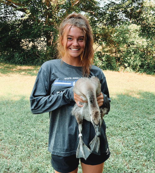 tennesseetech's tweet photo. Tech student Natalie Perkins spent this past summer in an unusual way: catching geese. The junior pre-med student majoring in biology was one of the students participating in the Creative Inquiry Summer Experience this year.

Read more: https://t.co/f9H15QB4b8 https://t.co/Ygwiu6UFP7