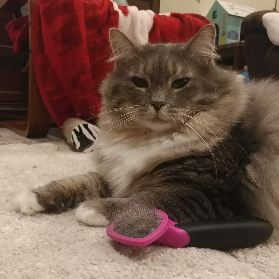 4fluffketeers's tweet photo. @MrRoscoeMan1 Hiya Roscoe, nice to meet mew! 🐾Tabi
#TabbyTroop #MustBrush https://t.co/Ax7xhptaew
