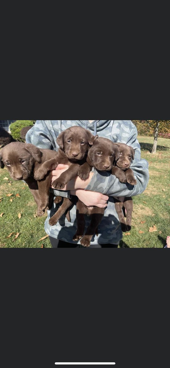 Rachel has 7 five week old lab pups for sale!   5 males and 2 females   Will have first shots and wormed   They will ready to be picked up in 3 weeks.    Come pick yours out now!!!   <a href="/rachelmeyer0/">Rachel Meyer</a>