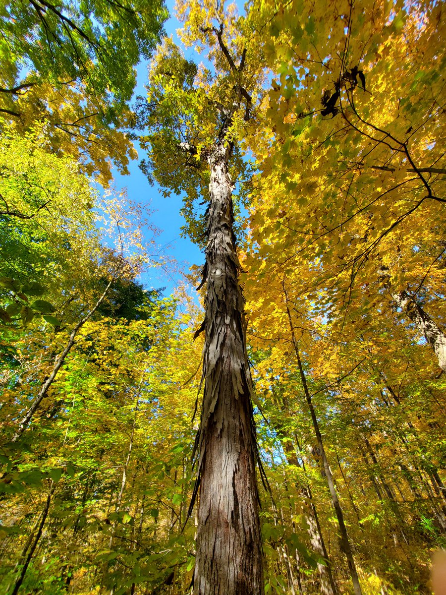 AlbinoDigits's tweet photo. @outhwaitegeorge Are you looking for something specific? I live in central Ohio, and it's beautiful right now with the fall colors. Here's a lovely Shagbark Hickory I found the other day. https://t.co/RljjbZaRGh