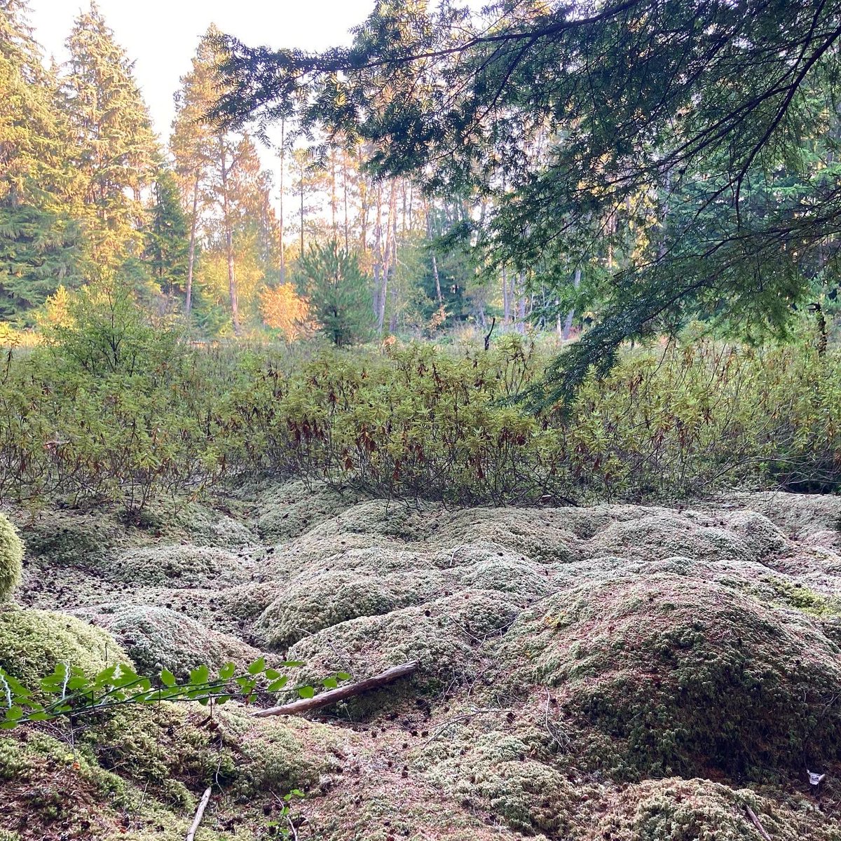 Escaping the smoke with Lady G to Camosun Bog